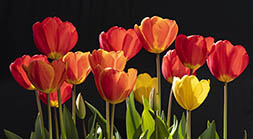 Three Suns Tulips